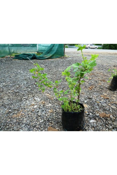 Аґрус Оксамит саджанець Р9