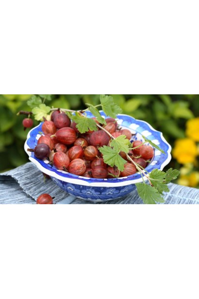 Північний виноград Оксамит плоди
