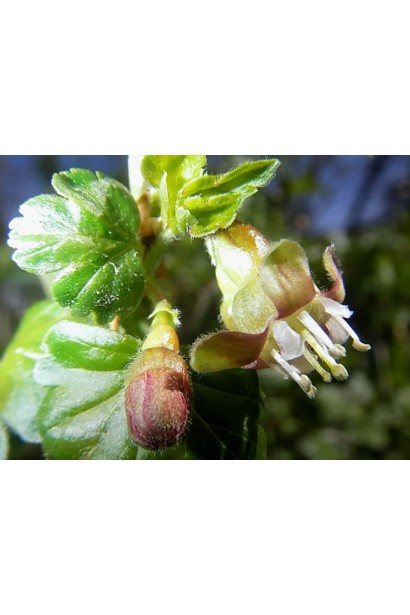 Аґрус Оксамит світло-зелені квіти з рожевим обідком