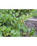 Крыжовник Оксамит/Бархат (средний) | Аґрус Оксамит/Бархат (середній) | Ribes uva-crispa Oksamyt/Barhat