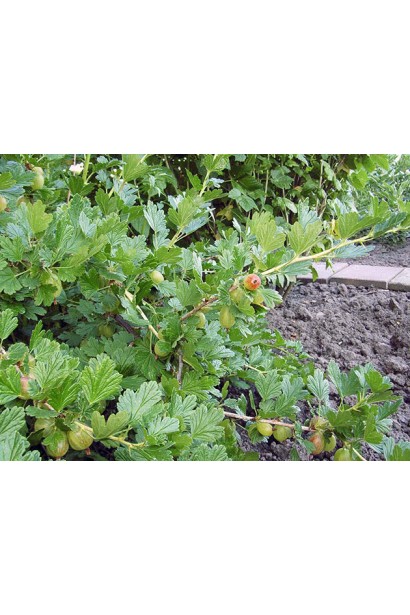 Аґрус Оксамит листя та зелені нестиглі плоди