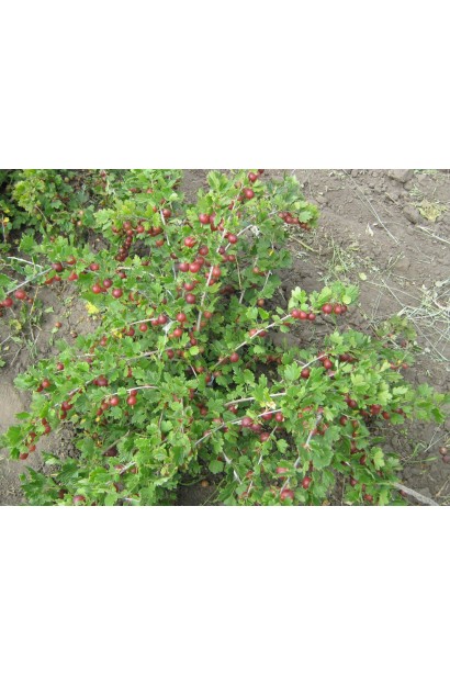 Аґрус Оксамит густий розлогий кущ