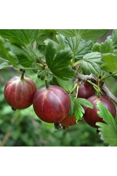 Аґрус Оксамит / Бархат (середній)