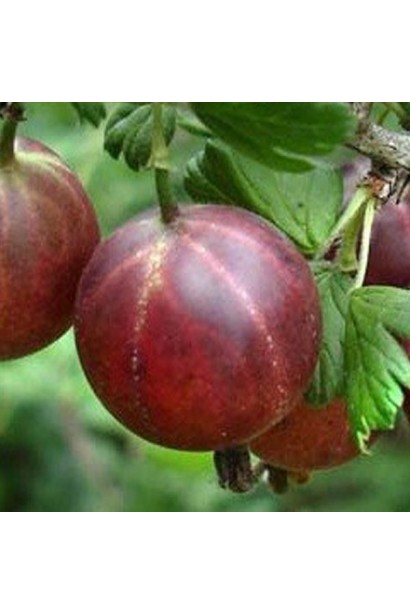 Аґрус Оксамит  темно-червоні ягоди з прозорою шкірочкою