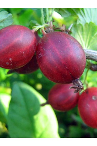 Садовий фінік Оксамит 