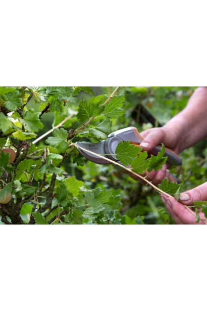 Аґрус Оксамит обрізка сухих гілок