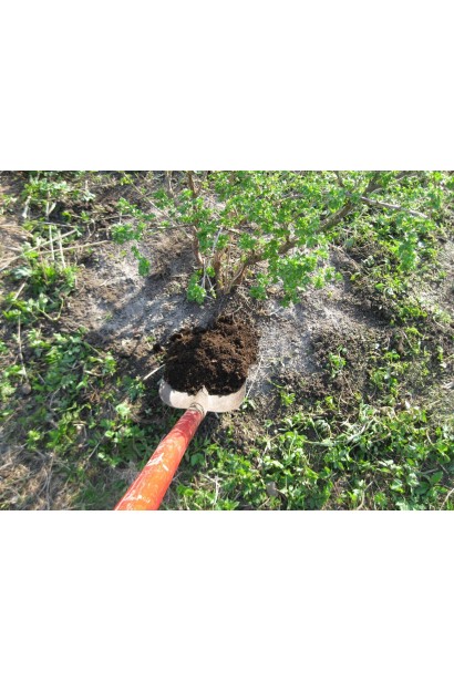 Аґрус Оксамит посадка