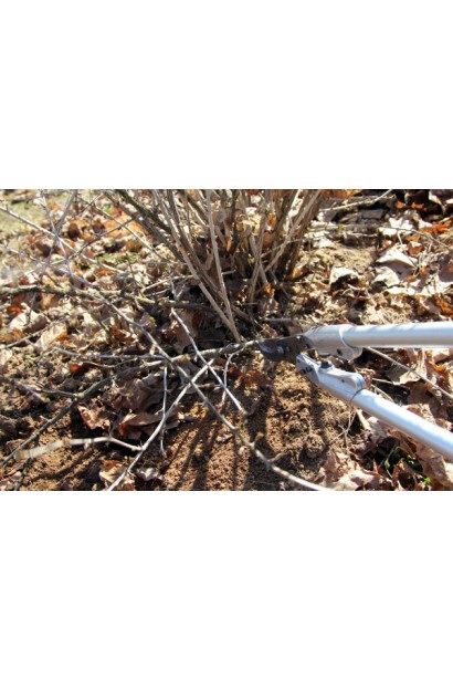 Обрезка Крыжовника Белорусский Сахарный осенью