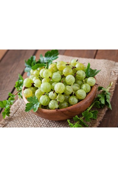 Крыжовник Белорусский Сахарный сорт среднего срока созревания