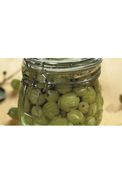 Ribes uva-crispa Biloruskyy Tsukrovyy