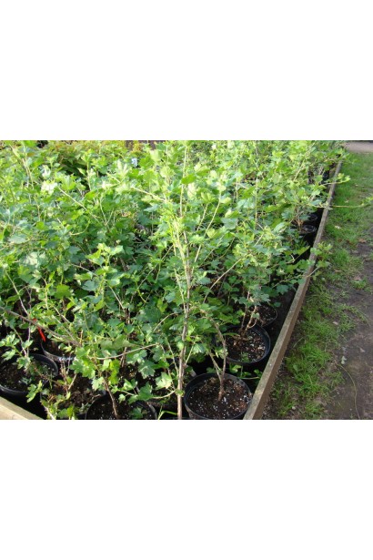 Крыжовник Белорусский Сахарный саженцы в контейнере