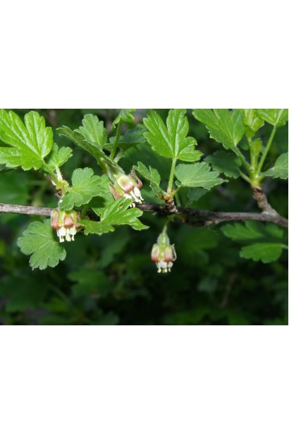 Крыжовник Белорусский Сахарный цветение