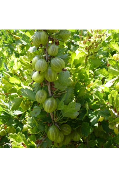 Крыжовник Белорусский Сахарный (средний)