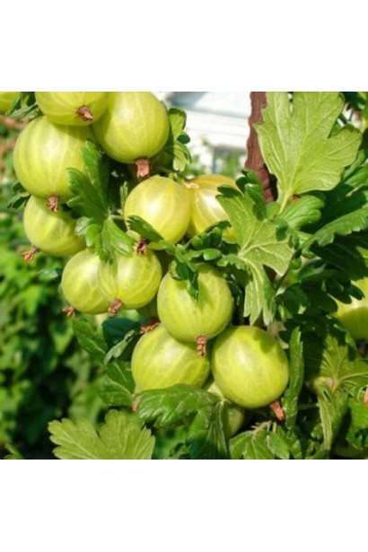 Крыжовник Белорусский Сахарный крупные ягоды