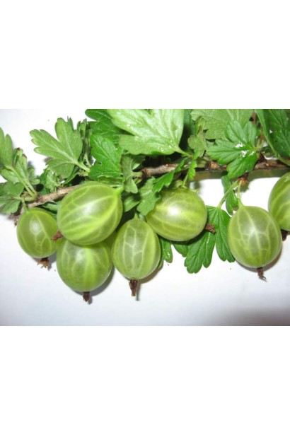 Крыжовник Белорусский Сахарный ягоды светло-зеленого цвета