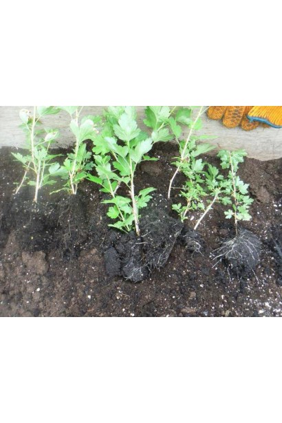 Крыжовник Белорусский Сахарный посадка саженцев