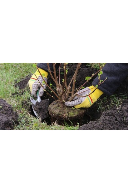 Крыжовник Белорусский Сахарный посадка