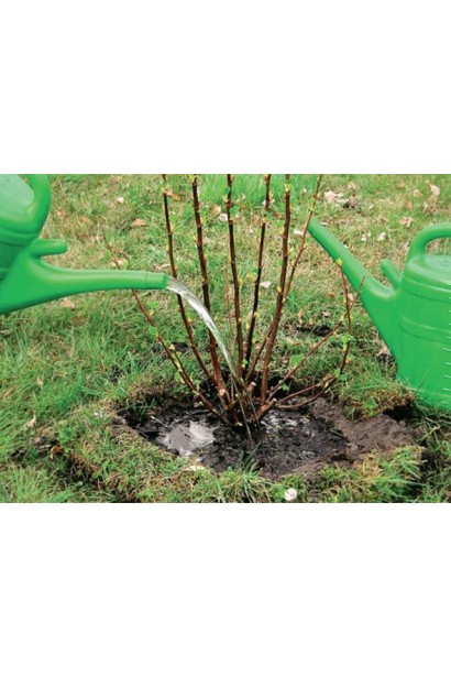 Полив крыжовника после посадки