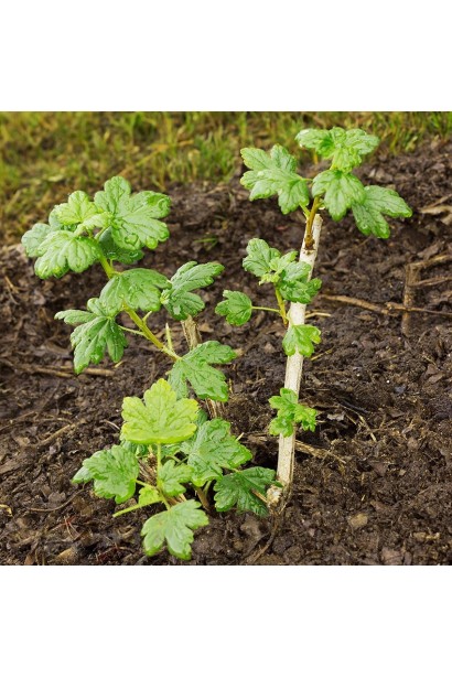 Ribes uva-crispa Svarog