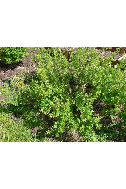 Аґрус Сварог кущ з розлогою густою кроною