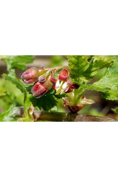 Аґрус Сварог цвітіння