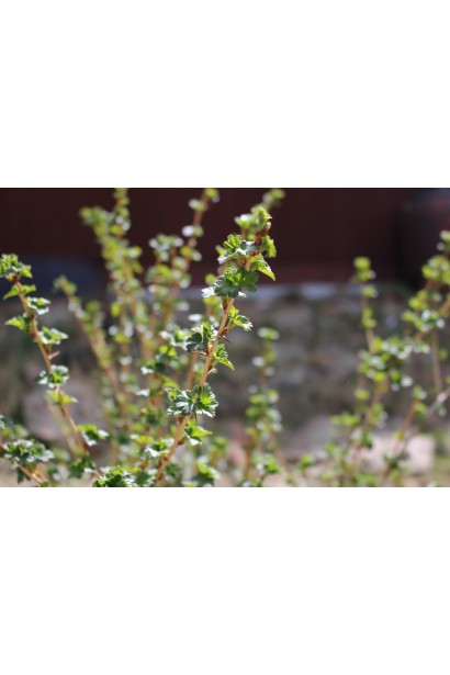 Молоде листя садового фініка Сварог