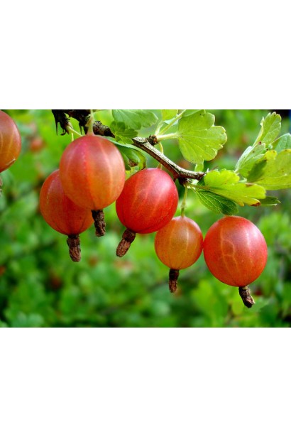 Аґрус Сварог жовто-оранжеві плоди