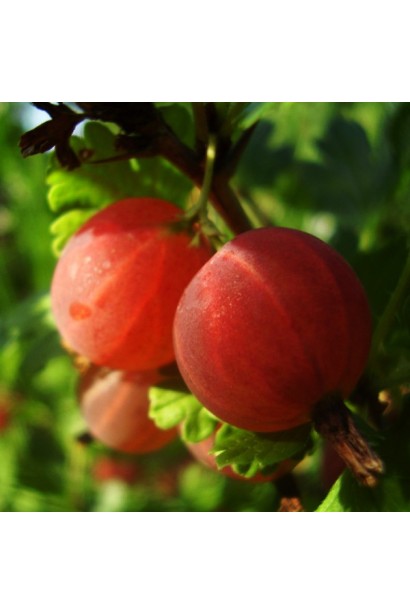 Аґрус Сварог округлі ягоди без опушення