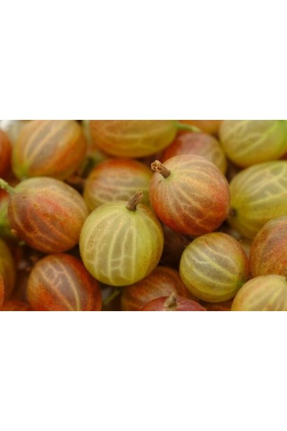 Аґрус Сварог (середній)