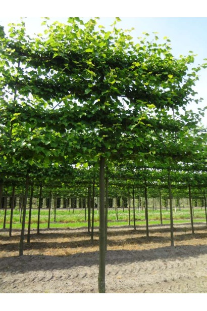 Липа звичайна Палліда формована у вигляді шпалери