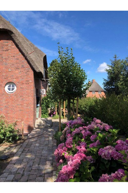 Липа європейська Палліда в садовому центрі