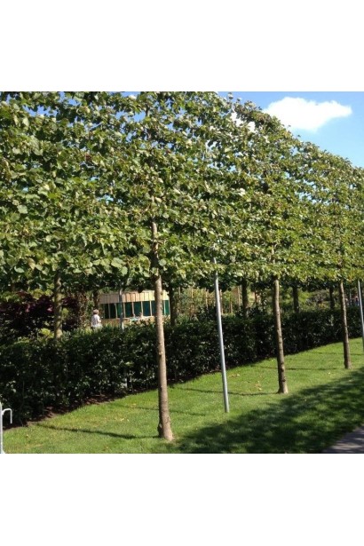 Липа серцелиста Палліда