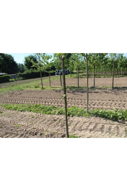 Липа європейська Палліда саджанці в розсаднику