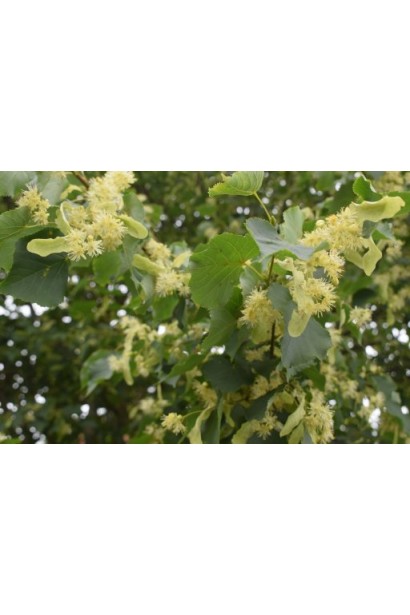 Липа європейська Палліда цвітіння