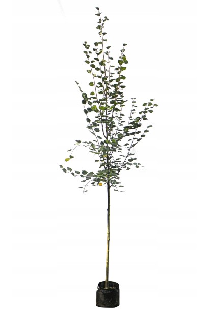 Липа європейська Палліда саджанець