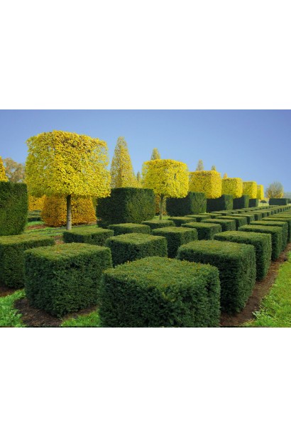 Липа європейська Pallida стрижені фігури