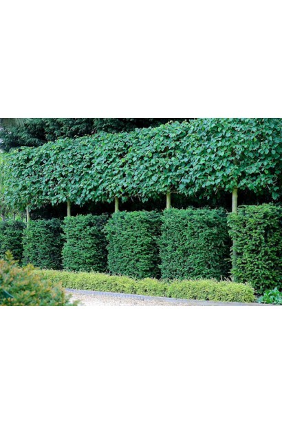 Tilia europaea Pallida формований зелений живопліт