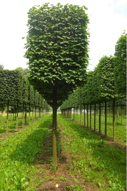  Липа Палліда стрижена