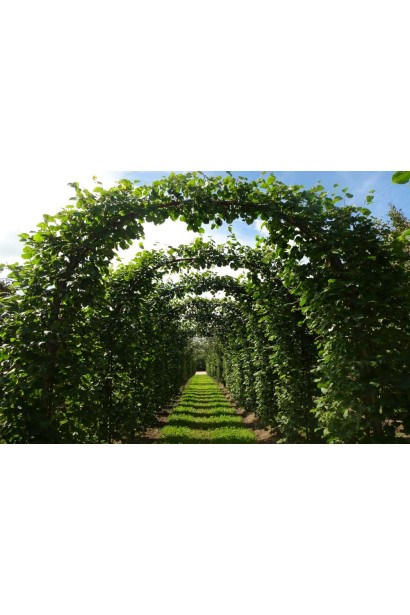 Липа європейська Палліда арка