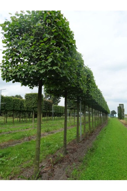 Липа європейська Палліда формована