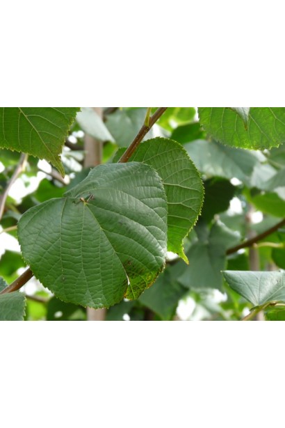 Серцеподібне листя липи Палліда