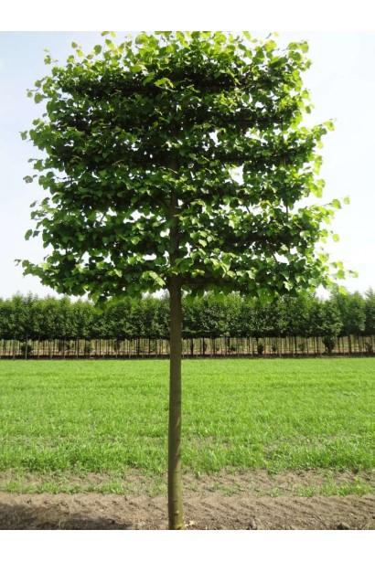 Липа європейська Палліда у вигляді шпалери