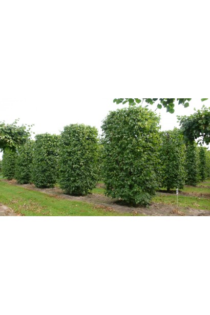 Tilia europaea Pallida