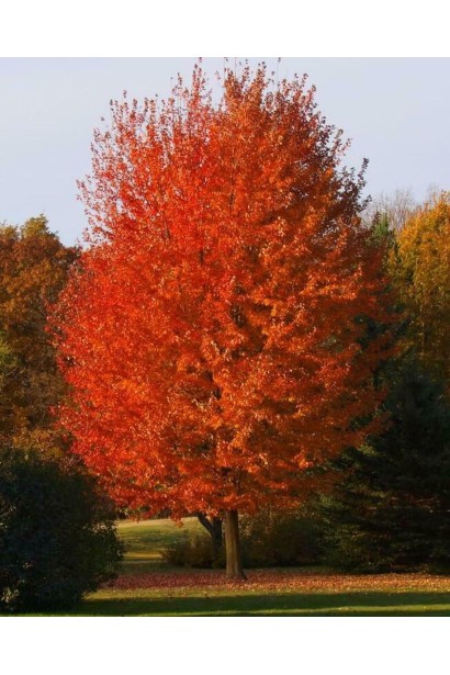 Клен Фримана Отам Блейз