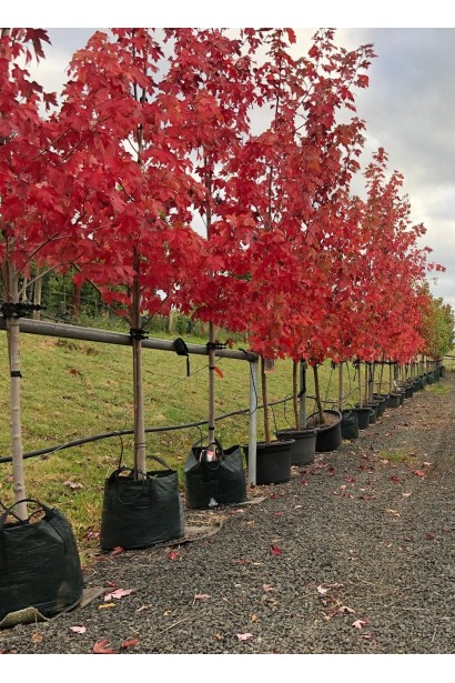 Клен красный Отам Блейз саженцы