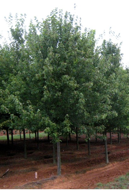 Клен Фримана Отам Блейз зеленые листья весной и летом