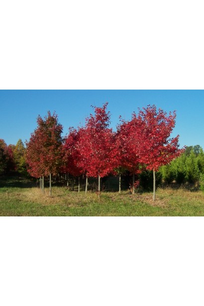 Клен Фримана Отом Блейз 