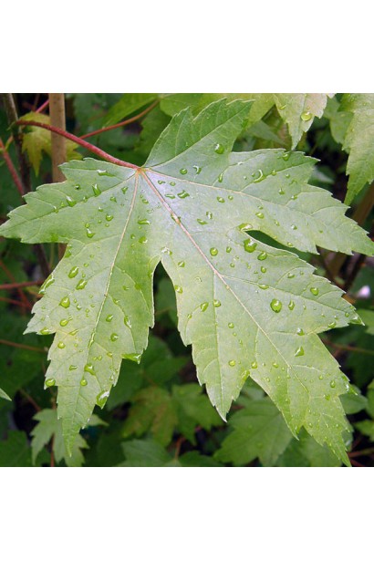 Клен Отам Блейз пятилопастная листва