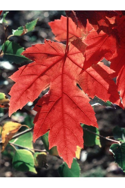 Клен Фримана Атам Блейз красную окраску осенью