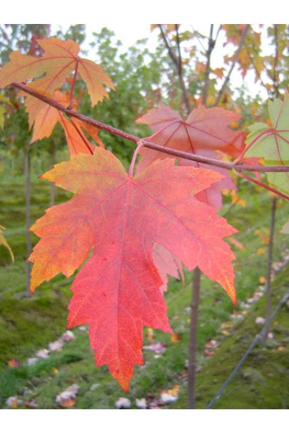 Клен Фримана Отам Блейс